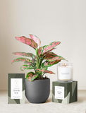 Thank You Plant Gift Set