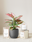 Welcome Home Plant Gift Set