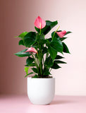 Valentine's Day Pink Anthurium Plant