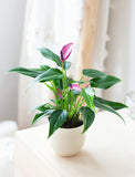 Mother's Day Purple Anthurium Plant & Mister & Candle