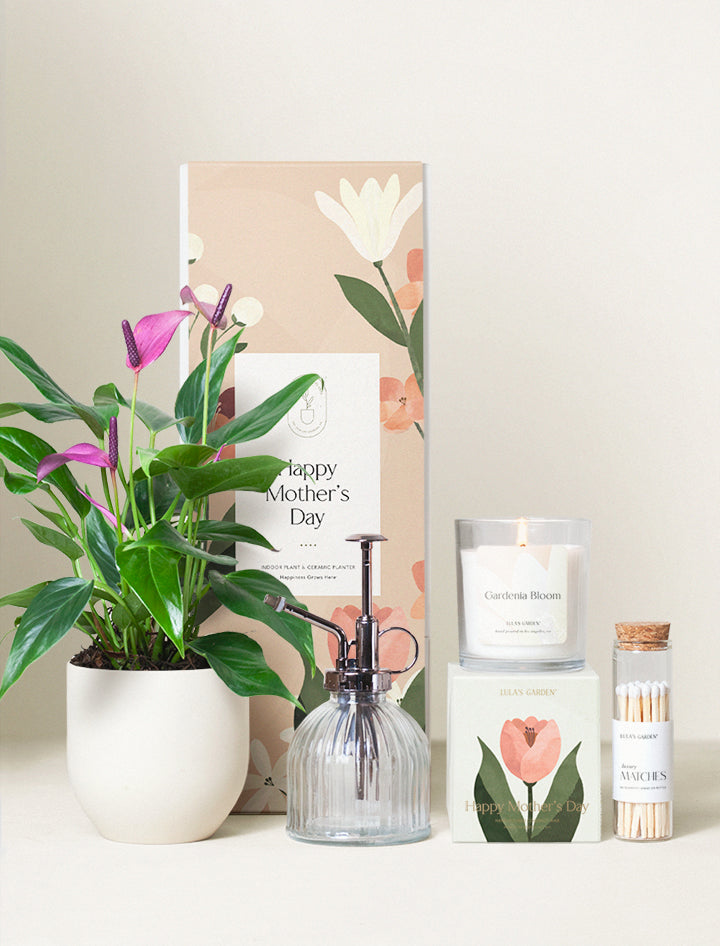 Mother's Day Purple Anthurium Plant & Mister & Candle