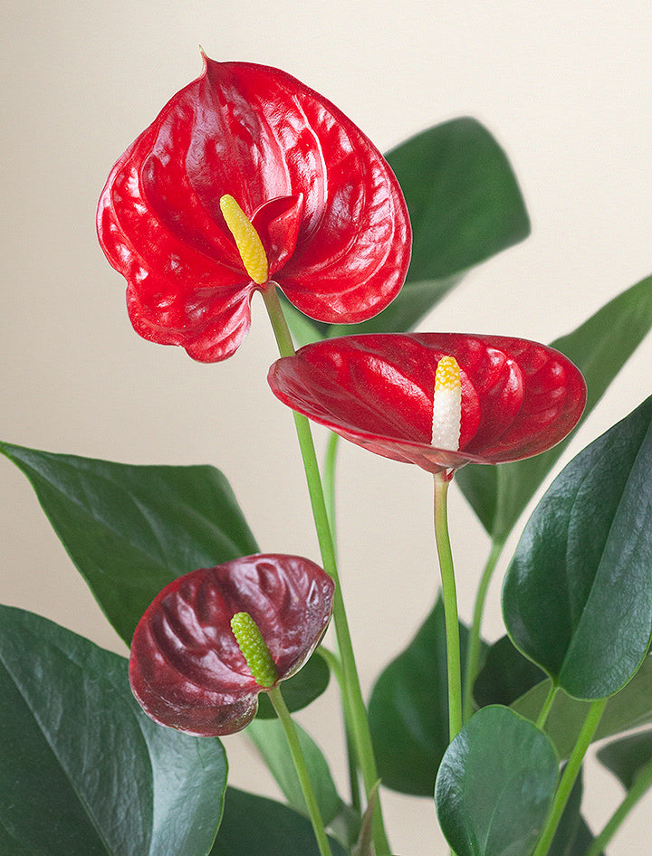 Mother's Day Red Anthurium Plant