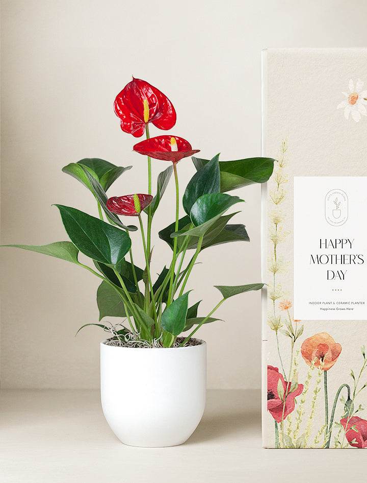 Mother's Day Red Anthurium Plant