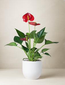 Mother's Day Red Anthurium Plant & Mister