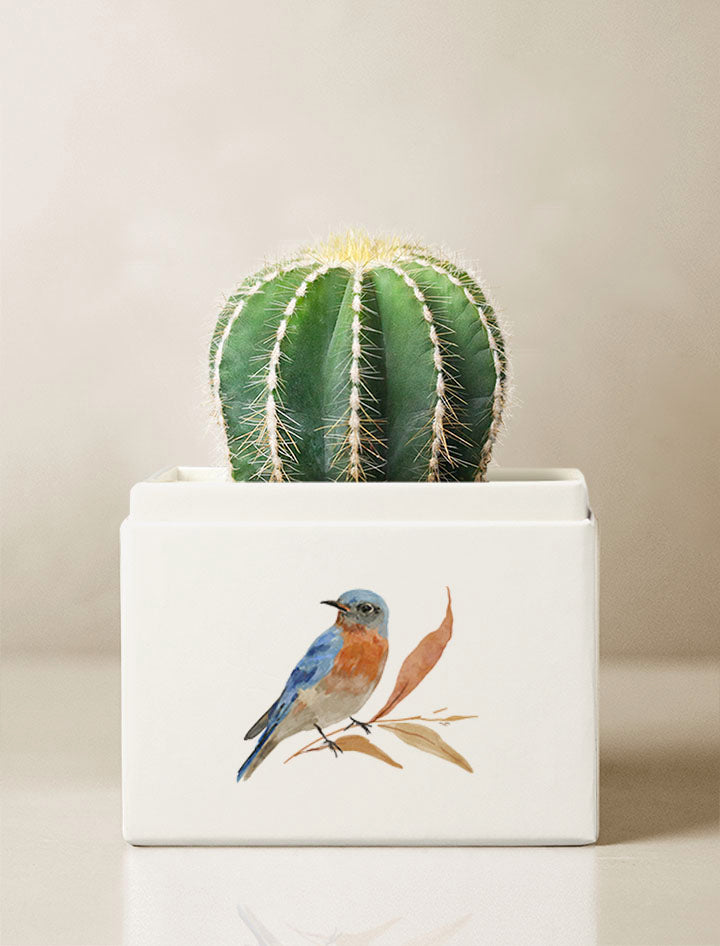 Autumn Cacti Garden