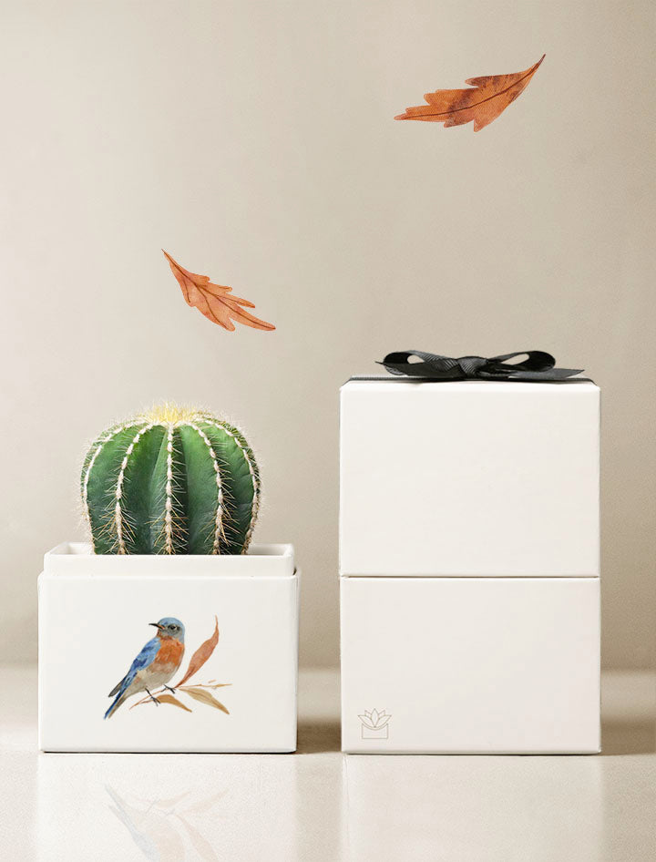 Autumn Cacti Garden