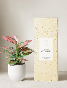 Pink Aglaonema Plant