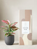 Pink Aglaonema Plant