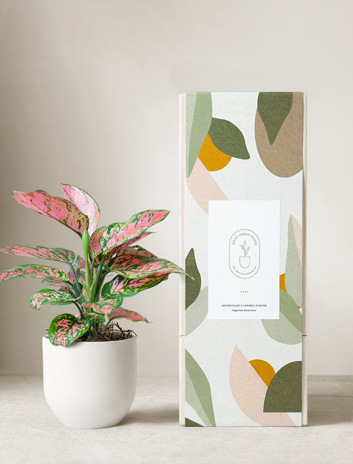 Pink Aglaonema Plant