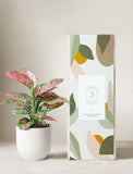 Pink Aglaonema Plant