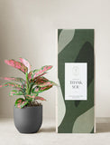 Pink Aglaonema Plant