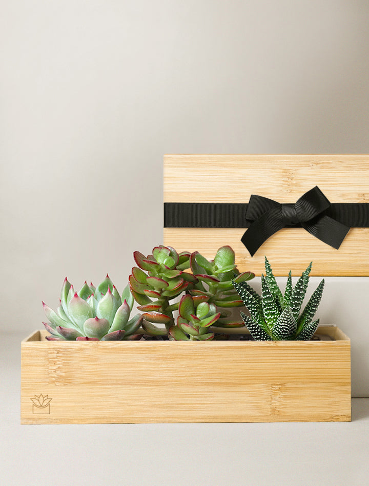 wooden planter box succulents Succulent Gift Delivery | Bamboo Jewel Garden