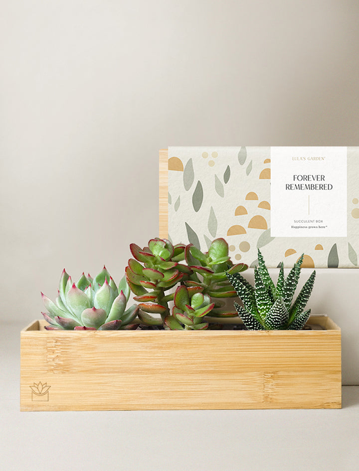 jw succulents Succulent Gift Delivery | Bamboo Jewel Garden