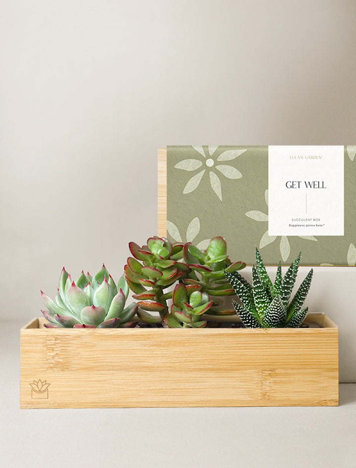 succulent bamboo Succulent Gift Delivery | Bamboo Jewel Garden