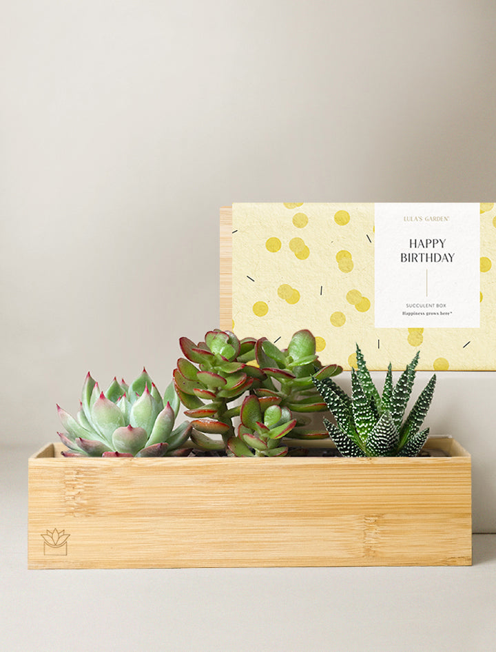 money tree delivery los angeles Plant Gift Delivery | Unique Gifts