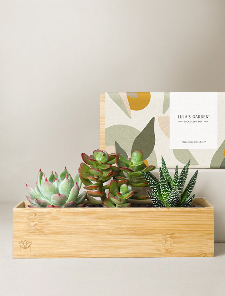 fresh succulent plants Succulent Gift Delivery | Bamboo Jewel Garden