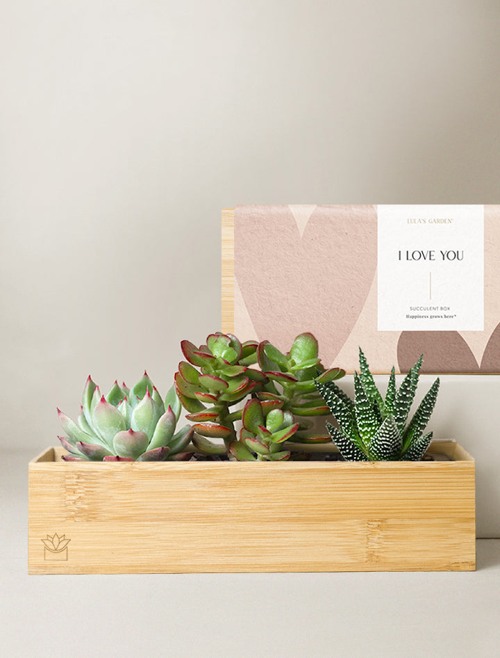 succulents box lake forest Succulent Gift Delivery | Bamboo Jewel Garden
