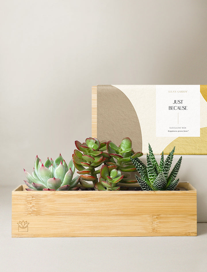 is bamboo a succulent plant Succulent Gift Delivery | Bamboo Jewel Garden