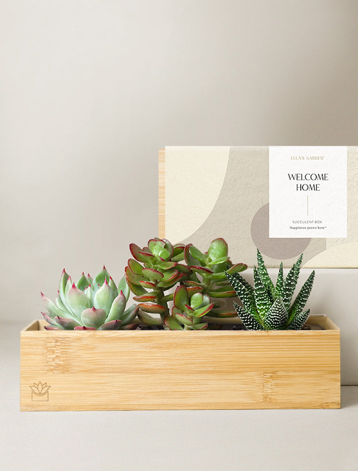 at home succulents Succulent Gift Delivery | Bamboo Jewel Garden