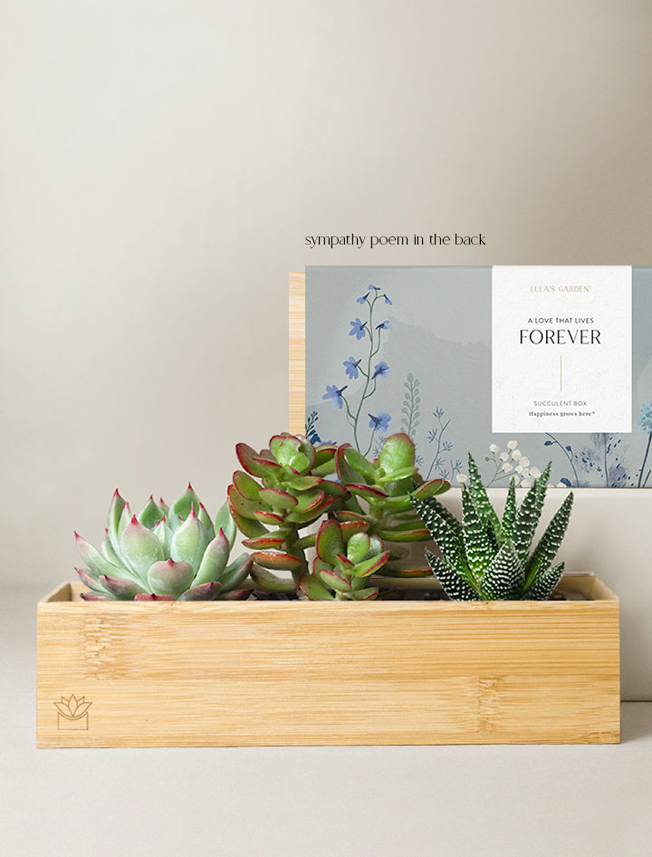 gifts for the succulent lover Succulent Gift Delivery | Bamboo Jewel Garden