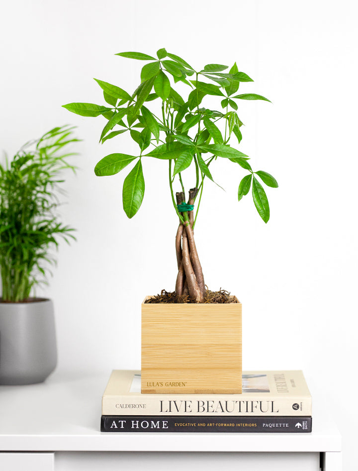 Bamboo Money Tree Plant