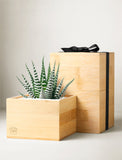 Corporate Bamboo Petite Zebra Garden - Image 