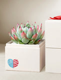 Fourth of July Bliss Garden - Image 