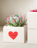 Friendship Day Bliss Garden - Image 