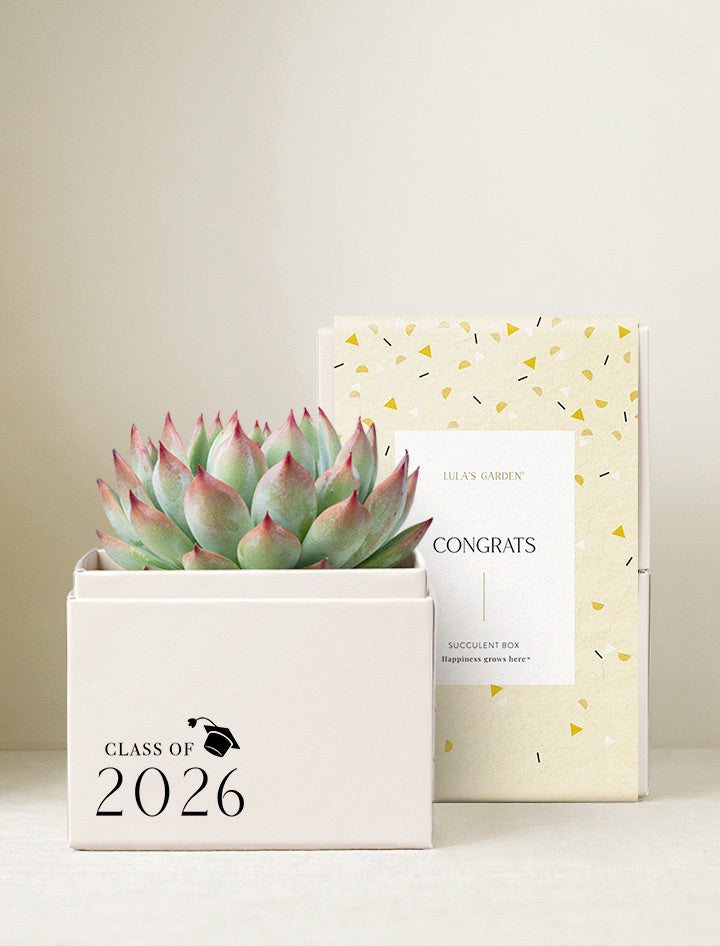 Graduation Gift | Congratulations Gift Delivery | Succulent Plant