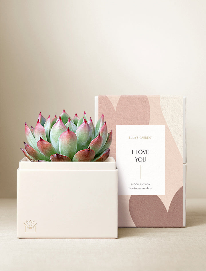 candle and succulent gift Lula's Garden Succulents | Bliss Garden & Candle by Lula's Garden