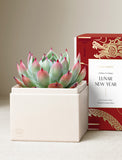 Succulents in gift box. - Image 