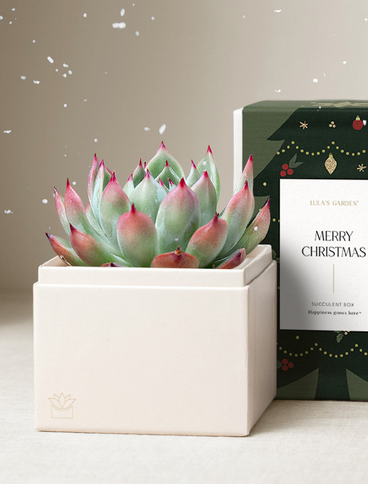 Christmas Bliss Garden