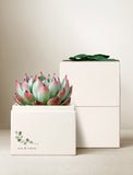 Green and pink succulent in a cream gift box with a green ribbon and rest and renew text. - Image 