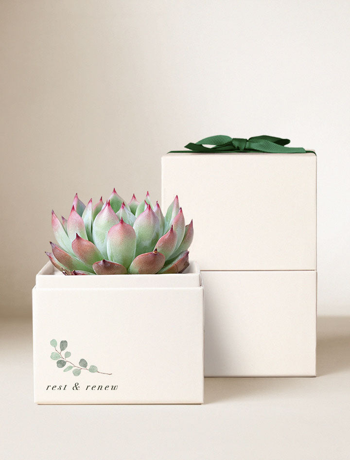 Wellness Month Bliss Garden