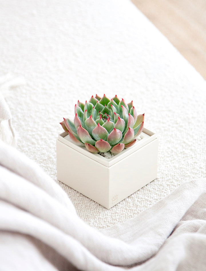 succulent ribbon Love Bliss Garden