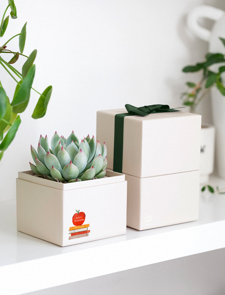 succulent plants for teachers Best Teacher Ever Gift | Teacher Appreciation Gifts | Thank you Gift Ideas