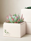 Green and pink succulent in a cream-colored gift box with a leaf illustration and the text rest and renew. - Image 