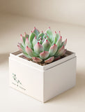 Wellness Month Bliss Garden