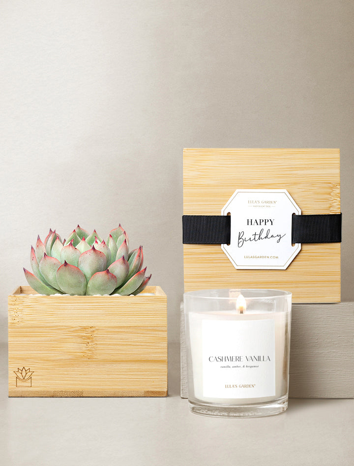 best succulent gifts Succulent Gift