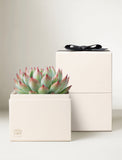 A small succulent plant in a cream-colored square planter box, styled in front of two matching cream gift boxes stacked vertically, with the top box tied with a black ribbon. - Image 