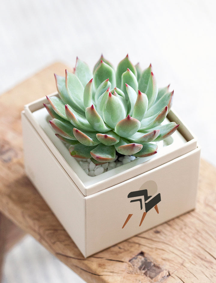 custom succulent pot Custom Gift Delivery | Personalized Succulent Garden