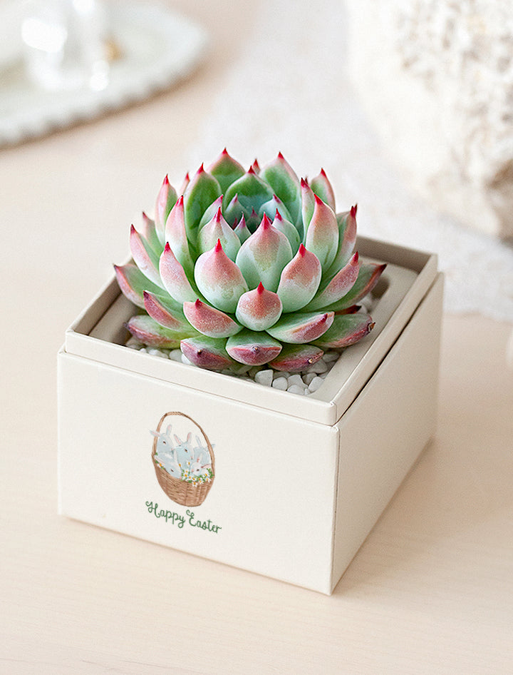 easter succulent arrangements Glow Succulent Garden | Spring Plant Gifts