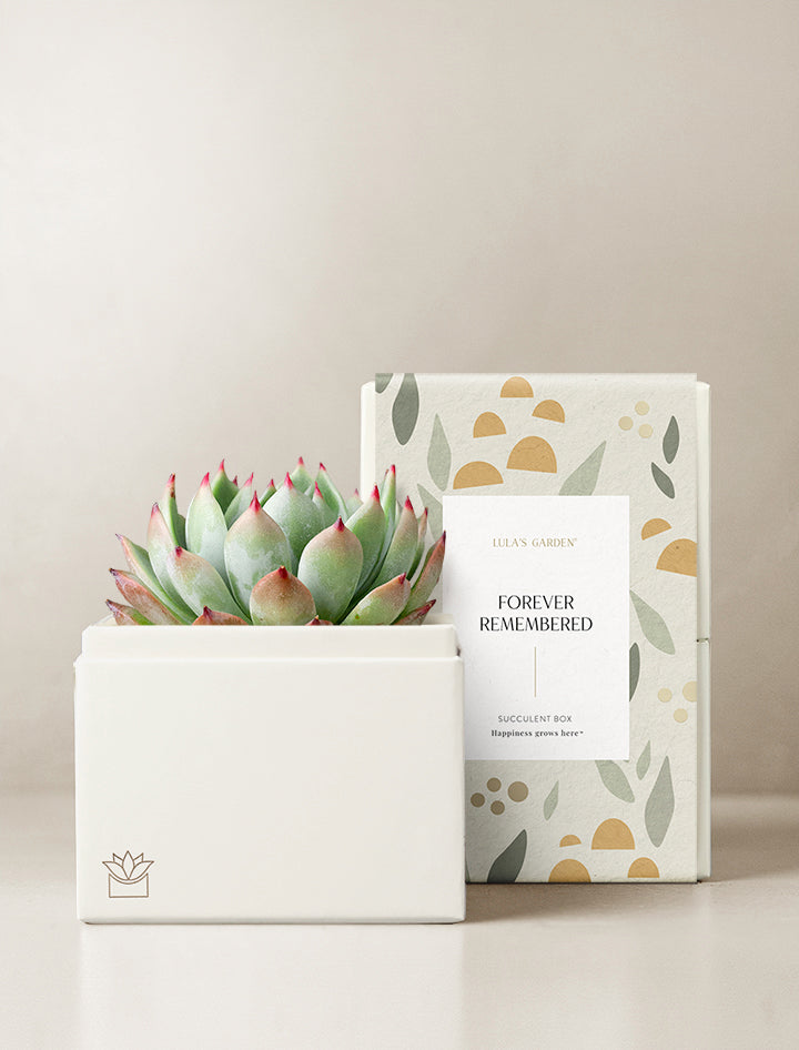 Succulent Gift Plant Delivery | Forever Remembered Bliss Garden by