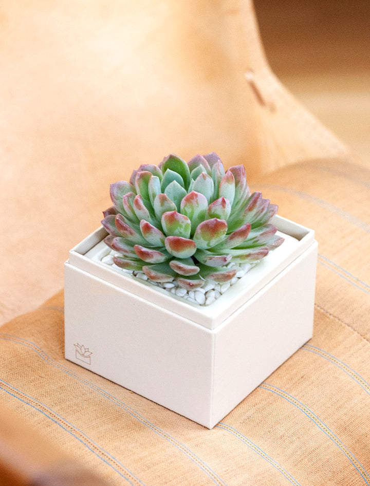 mini succulent gifts Succulent Gift Delivery | Get Well Gifts