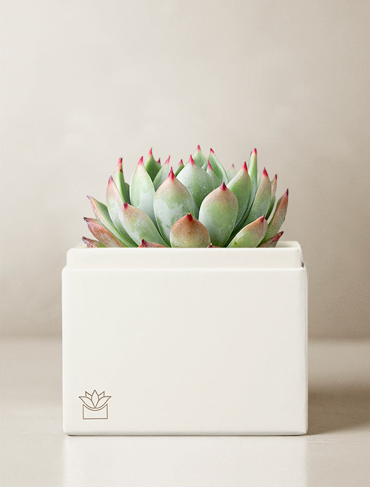 cheapest place to get succulents Succulent Gift Delivery | Get Well Gifts