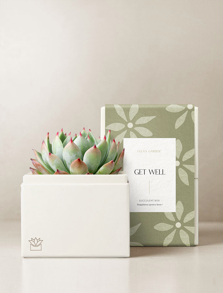 go succulent Succulent Gift Delivery | Get Well Gifts