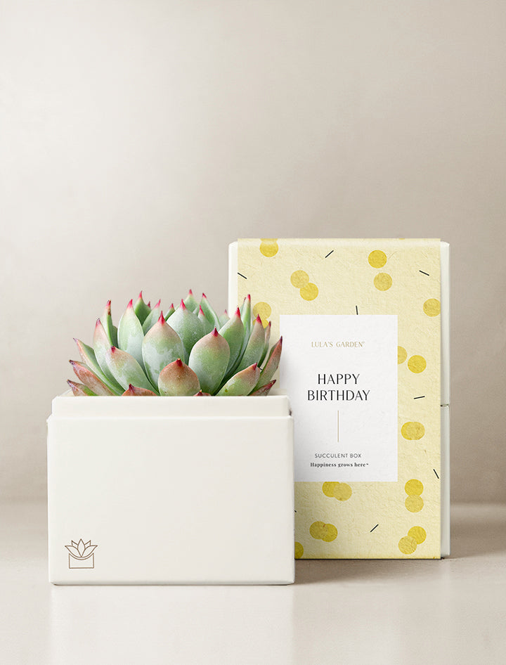 Succulent Gift