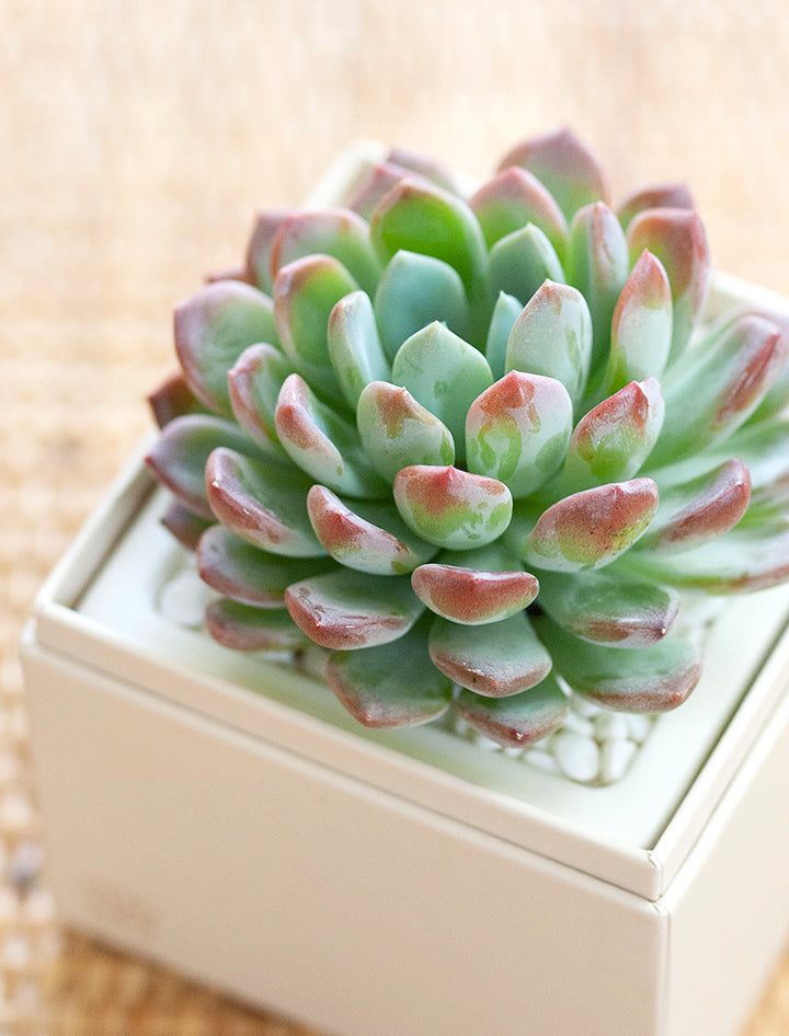 happy birthday succulents by lula's garden Succulent Gift