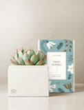 A potted succulent plant in a white rectangular planter box, styled next to its illustrated holiday-themed packaging box by Lula's Garden. - Image 