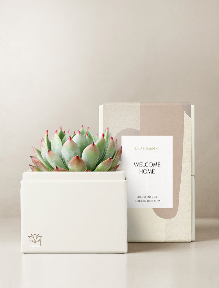 home goods succulents Succulent Gift Delivery | Bliss Succulent Garden